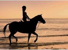 Horse Safari